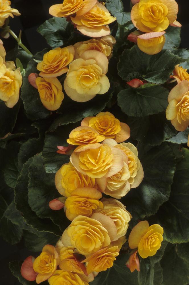 Begonia bulwiasta