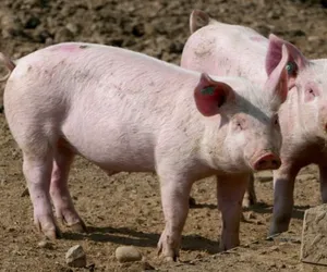 Hodowcy świń z powiatu leszczyńskiego chcą jak najszybciej zapomnieć o minionym roku. Był dla nich ciężki przez szalejący w regionie afrykański pomór świń