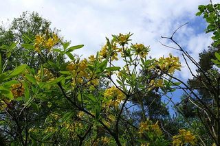 Kołacznia - najmniejszy rezerwat przyrody w Polsce 