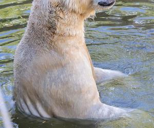 Niedźwiedzie polarne z Warszawskiego ZOO