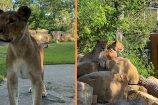Nowa atrakcja zoo we Wrocławiu otwarta. Zobacz lwice na wybiegu 