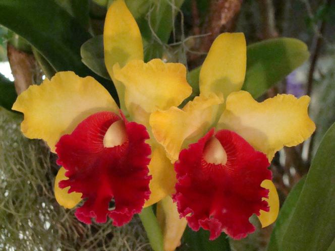 Storczyk Cattleya