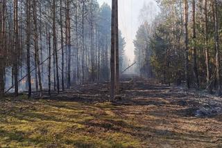 Płonął las w powiecie radomszczańskim. Ogień strawił 10 hektarów poszycia!