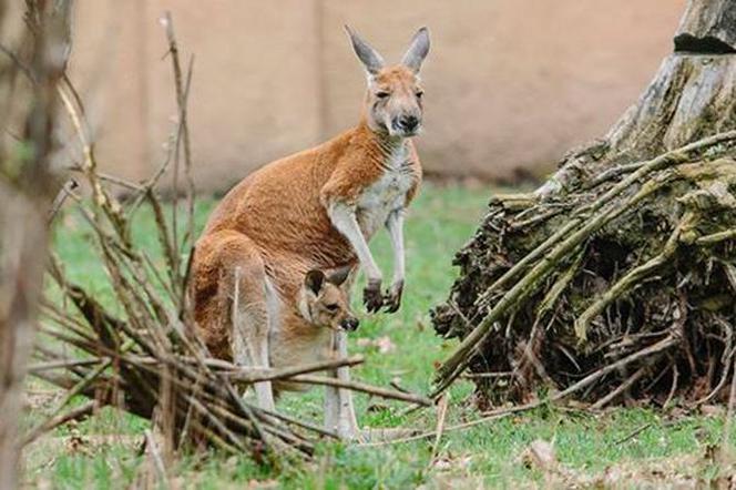 W Łódzkim ZOO na świat przyszedł mały kangurek