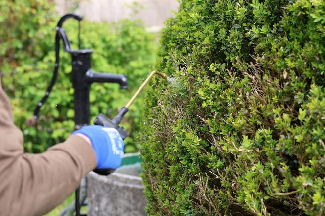 Mieszam z wodą, a po kilku godzinach zbieram martwą ćmę bukszpanową spod krzewu. Naturalny oprysk przeciwko ćmie bukszpanowej, który faktycznie działa