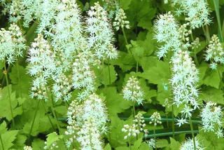 Tiarella sercolistna - Tiarella cordifolia