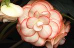 Begonia bulwiasta