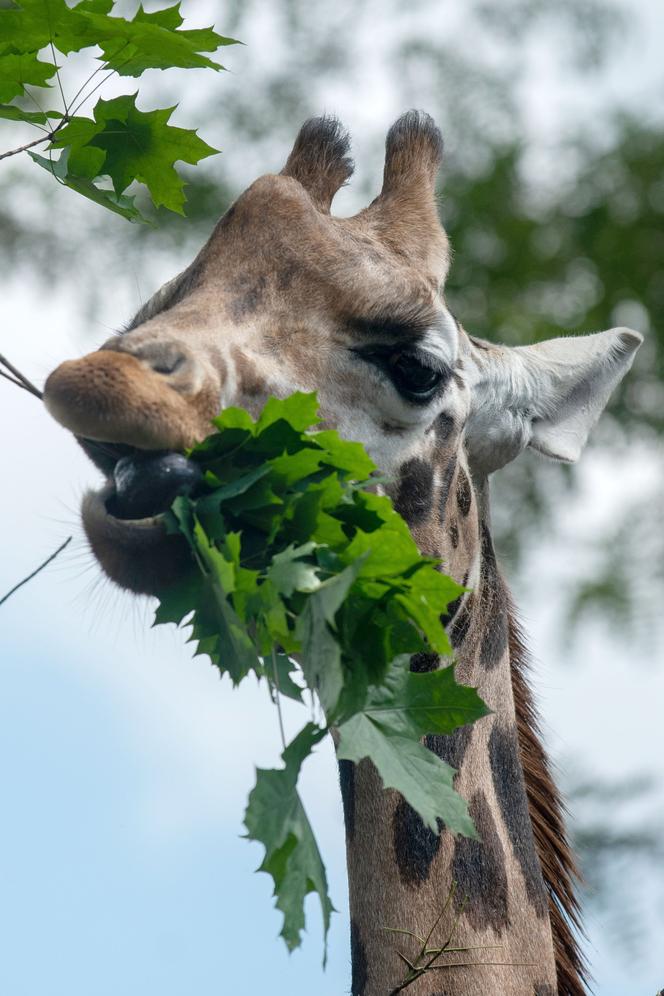 Pokazowe karmienia w Orientarium Zoo Łódź