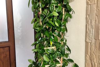 Rośliny doniczkowe na podporach