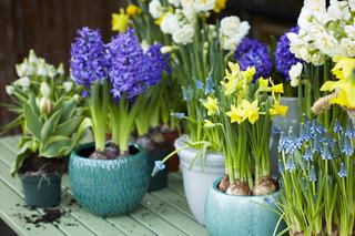 Wiosna na balkonie - dekoracje z wiosennych kwiatów