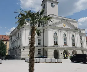 Kalisz w cieniu palmy. Będzie też siedzisko