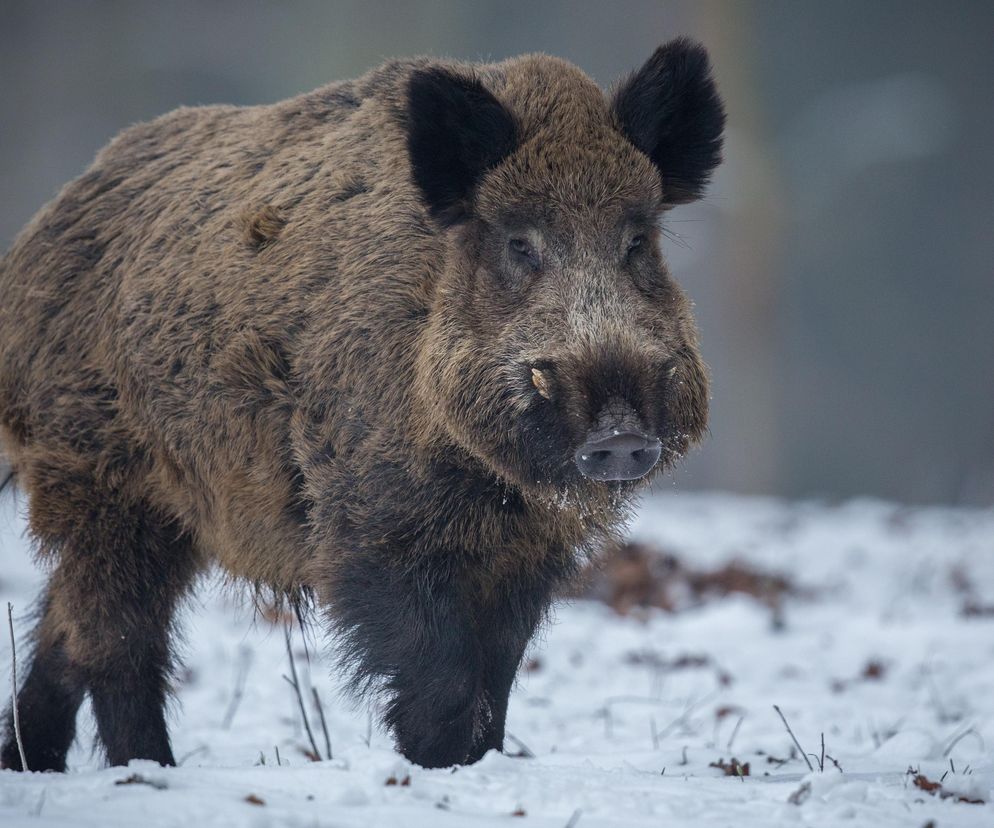 Dziki sprawiają w Krakowie spore problemy. Zniszczone mienie i śmierć zwierząt