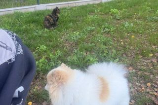 Daisy Najman, pies Marcina Najmana