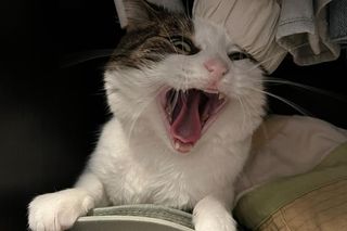 Pobity i skatowany przez właściciela. Kot Pandek przeszedł prawdziwą metamorfozę