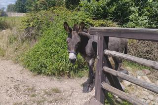 Rezerwat Zawodzie-Kalisz