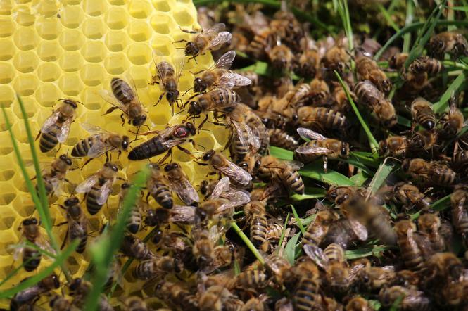 Wielki atak pszczół na Żeraniu. Było ich dwa tysiące! Upatrzyły sobie jedno miejsce