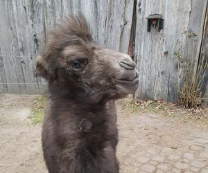 Najsłodszy wielbłąd w Polsce urodził się w opolskim zoo. Przyszedł na świat w tłusty czwartek