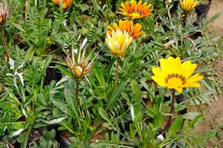 Gazania lśniąca lub inaczej fantazyjna pawica - kwiat do ogrodu i na balkon