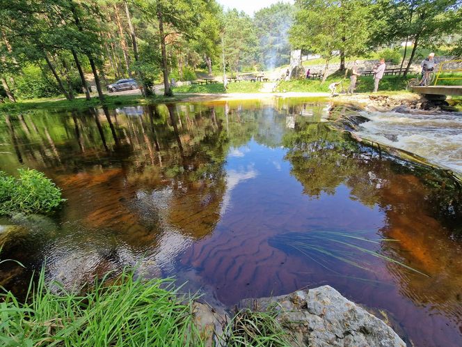 Troć Wędrowna wraca do świętokrzyskich rzek po stuleciu nieobecności!