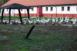 Bociani list do mikołaja