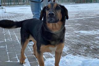 Te zwierzaki czekają na właścicieli w bydgoskim schronisku. Rozpoznajesz wśród nich swoją zgubę? [ZDJĘCIA]