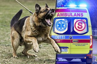 Pies pogryzł właścicieli. Małżeństwo trafiło do szpitala. Dramat w gminie Susiec