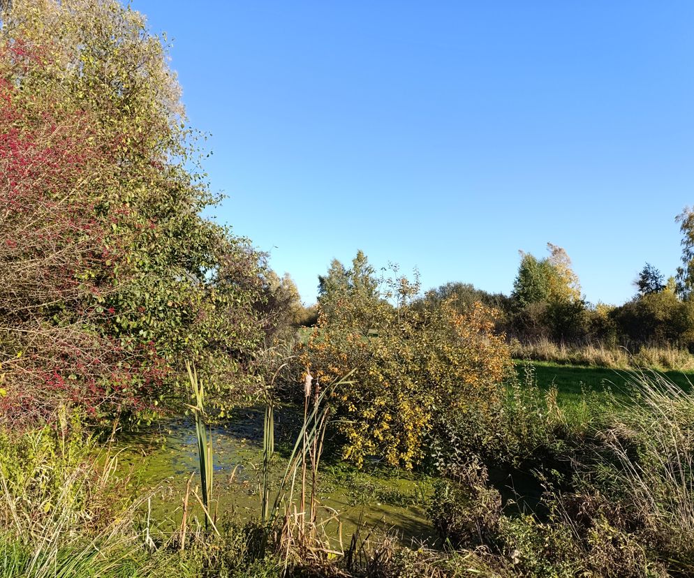 Nowe rezerwaty przyrody na Podkarpaciu. Gdzie i kiedy powstaną? 