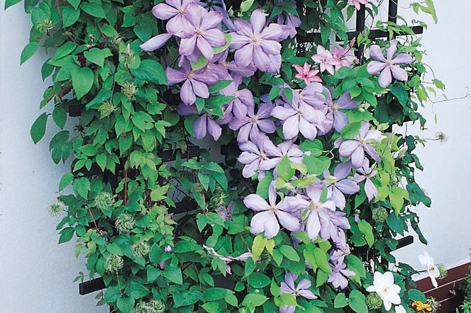 pnącza na balkon i taras powojnik Clematis