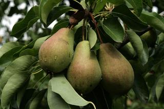 Grusza 'Faworytka' ('Klapsa') - Pyrus communis