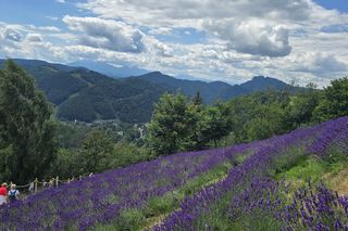 Najwyżej położona w Polsce plantacja lawendy znajduje się w Szczawnicy