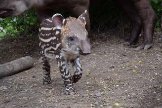 Oto bulwa - mały tapirek, który urodził się w poznańskim zoo