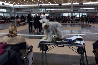 Wystawa Psów Rasowych w Poznaniu 2016