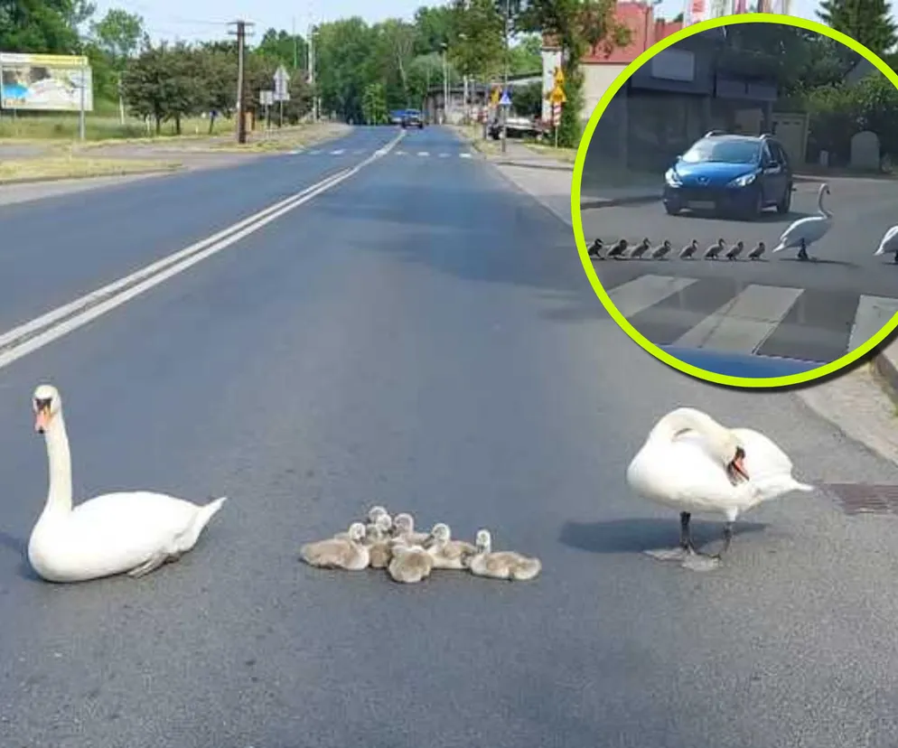 Ptasia rodzina sparaliżowała ruch. Do akcji wkroczyli policjanci