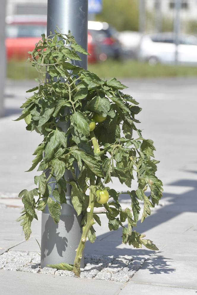 Pomidorek wyrósł w metrze