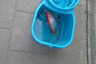 Rybka spadła z nieba