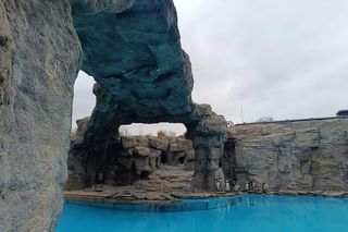 Kowalski, Rico, Szeregowy i Skipper szczerzyli ząbki. Pingwiny z Chorzowa wróciły do zoo