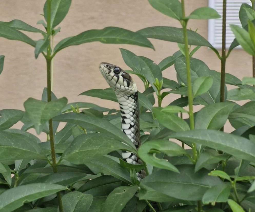  Wąż odwiedził mieszkańców Rzeszowa