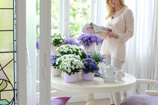 Wiosenne kwiaty w Twoim domu: doniczki na stole