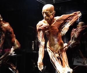 Wystawa z ludzkiego ciała. Body Worlds powróciła do Gdańska po 5 latach 