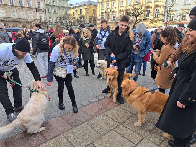 33. Finał WOŚP z grupą krakowskich Golden Retrieverów