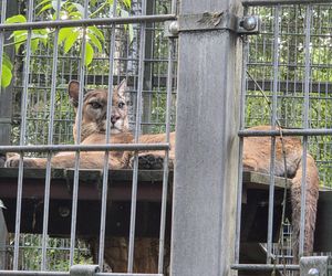 Zaglądamy do mieszkańców bydgoskiego ZOO. Kto mieszka w sercu Myślęcinka?