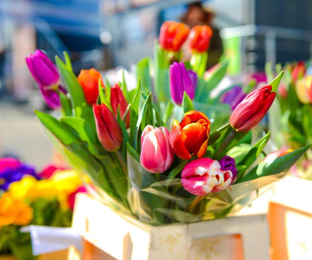 Tulipany z okazji Dnia Kobiet 2024 - co oznaczają kolory? Łatwo popełnić gafę!