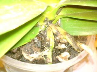 Czy Phalaenopsis gnije?