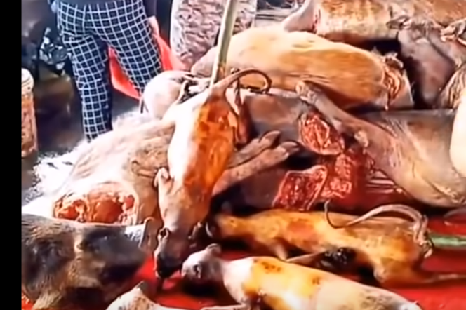 Zmasakrowane zwierzęta i świeże mięso na chińskim mokrym targu, gdzie sprzedaje się żywe zwierzęta, w tym dzikie. Scena ukazuje obdarte ze skóry tusze, przypominające szczury lub młode psy, na czerwonym tle. Więcej na ten temat przeczytasz na portalu Poradnik Zdrowie.