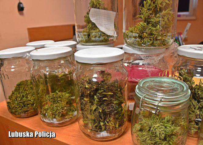 Lubuskie. Miał 14 kg narkotyków! W domu 27-latka m.in. grzyby halucynogenne [WIDEO, ZDJĘCIA]
