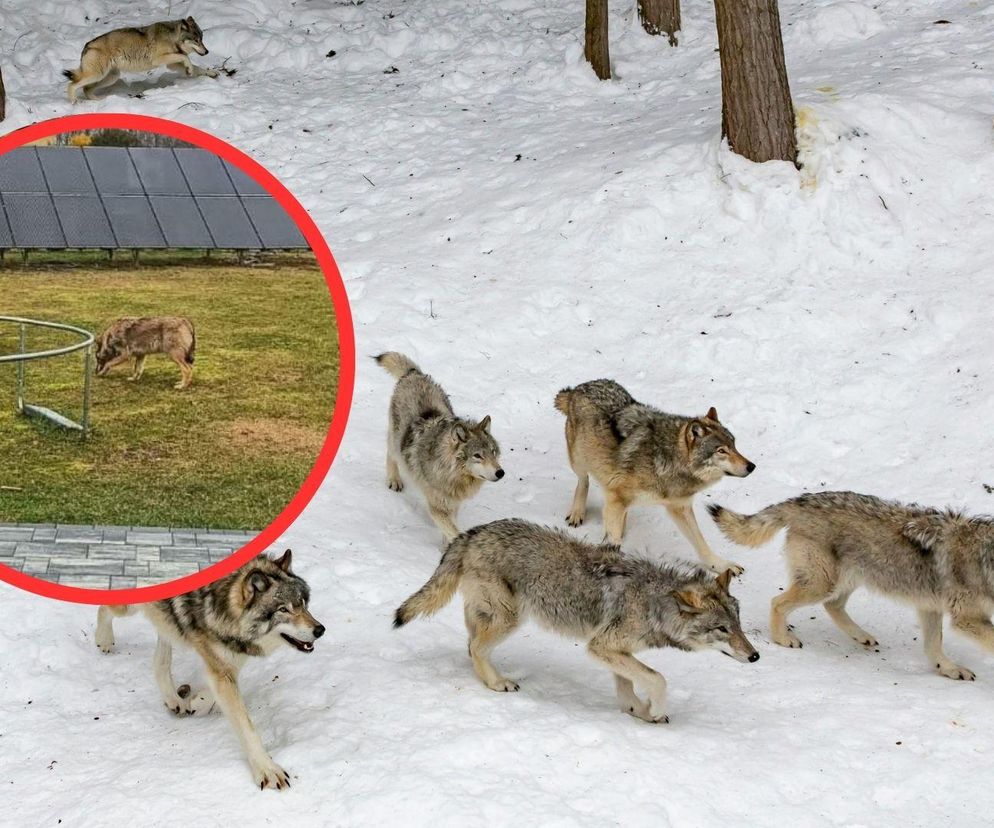 Wilki podchodzą pod przedszkole i domy. Niebezpiecznie w Jaworniku Polskim 