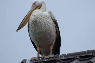 Ornitologiczna sensacja na Pomorzu. We wsi wylądował... pelikan!