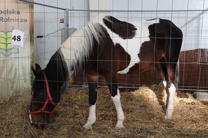 ZooPark ponownie przyciągnął do Targów Lublin tłumy miłośników zwierząt