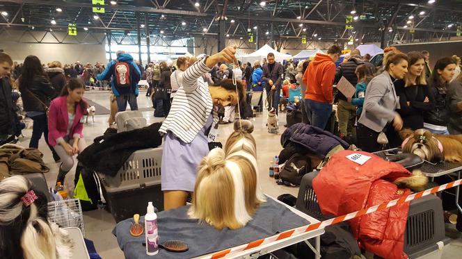 EXPO SILESIA DOG SHOW 2017