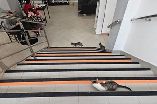 Pierwsza w Rzeszowie kocia kawiarnia już działa! Poznajcie kociaki z Kotłowni